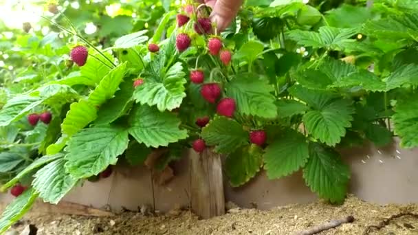 Jordgubbar. En kvinnlig hand höjer en gren med mogna jordgubbar. En jordgubbsbuske växer i en trädgårdssäng. — Stockvideo