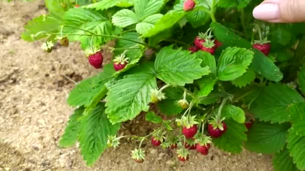 女性の手は熟したイチゴの枝を上げます。イチゴだ。庭のベッドでイチゴの茂みが成長する. — ストック動画