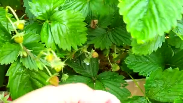 Morangos. A mão de uma mulher apanha morangos maduros de um arbusto. Um arbusto de morango cresce em uma cama de jardim. — Vídeo de Stock