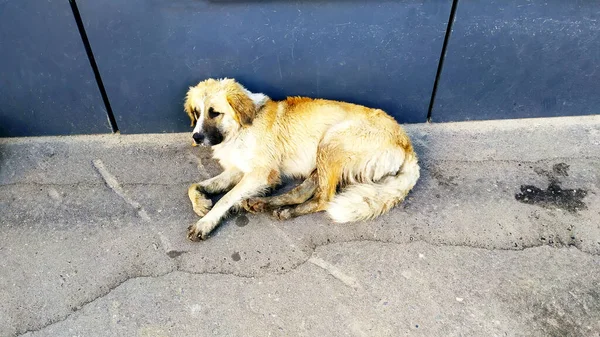 Cão Vadio Fica Perto Edifício Cidade Cão Grande Descansando Sol — Fotografia de Stock