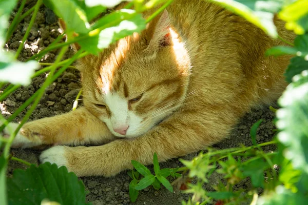 猫は熱から茂みの中に隠れています 生姜猫はイチゴの茂みの下にあります — ストック写真