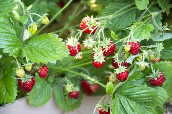 Φράουλες Ώριμες Φράουλες Θάμνο Λαχανόκηπο — Φωτογραφία Αρχείου