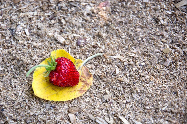 Fraises Mûres Sur Une Feuille Jaune Berry Fond Naturel — Photo