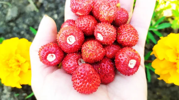 Las Fresas Primer Plano Palma Fondo Bayas Bayas Maduras Manos — Foto de Stock