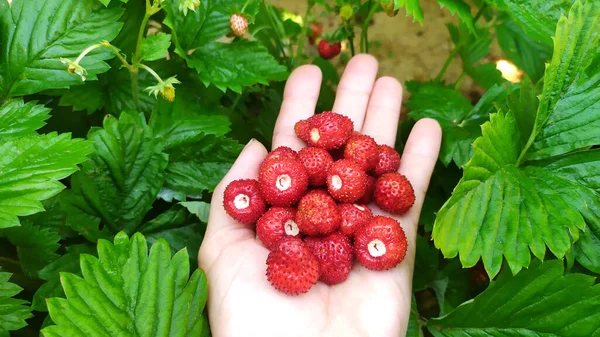 Fresas Una Palma Femenina Cerca Sobre Fondo Hojas Verdes Fondo — Foto de Stock