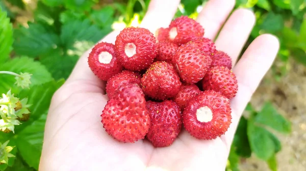 Fresas Primer Plano Palma Fondo Bayas Bayas Maduras Manos Una — Foto de Stock