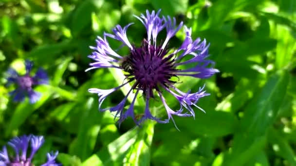 Korenbloem. Blauwe wilde bloemen zwaaien in de wind. Close-up onkruid bloeien in de zomer. — Stockvideo