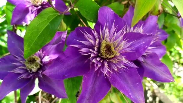 Clematis. Klematis çiçeğine yakın plan. Büyük mavi infloresans ile tırmanma tesisi. Bahçede çiçek açan çalılar. — Stok video