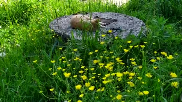 Smör koppar. Blommig bakgrund av små gula blommor, ingefära katt i bakgrunden. Blommande ogräs i trädgården. — Stockvideo