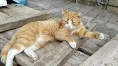 Kızıl bir kedi ahşap bir geçitte yatıyor. Kedi güneşli bir günde evin yanında uyur..