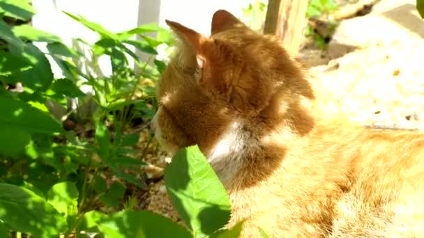 Um gato de gengibre jaz em uma cama de jardim à sombra de um arbusto. O gato está dormindo no jardim. — Vídeo de Stock