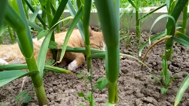 A ginger cat lies in a garden bed in the shade of growing garlic. The cat is sleeping in the garden. — Stock Video