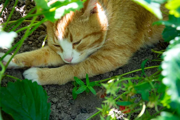 Ingefära Katt Gömmer Sig Från Värmen Bladverket Jordgubbsbuske Katten Sover — Stockfoto