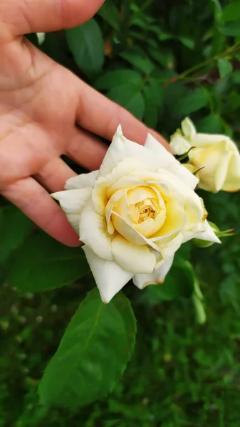 Rose flower. Yellow rose on a woman\'s palm. Flowering shrubs in the garden.