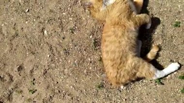 Kedi kendini geriyor. Kızıl kedi açık havada kumların üzerinde güneşleniyor..