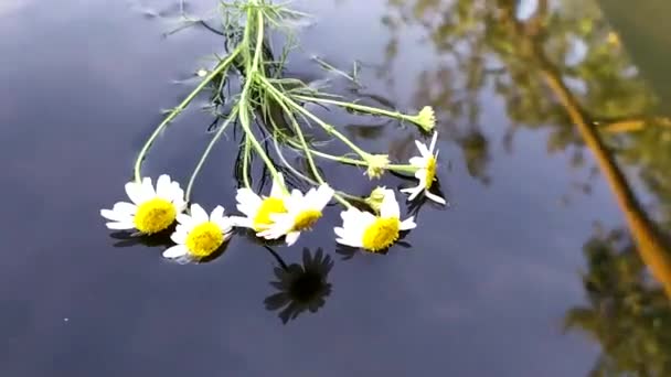 在水里放了一束雏菊.天空反射在水面上. — 图库视频影像