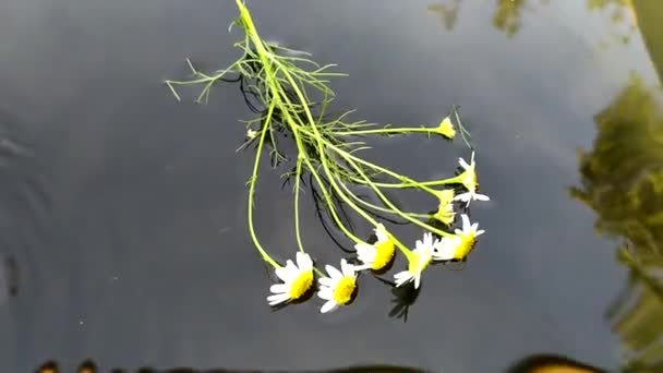 Suda bir buket papatya. Çiçek tomurcukları bir fıçının içinde suyun yüzeyinde yüzer.. — Stok video