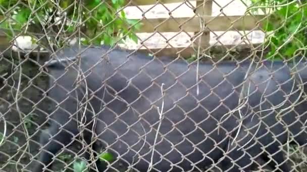 Des porcelets. Deux cochons noirs marchent dans la cage derrière le filet. — Video