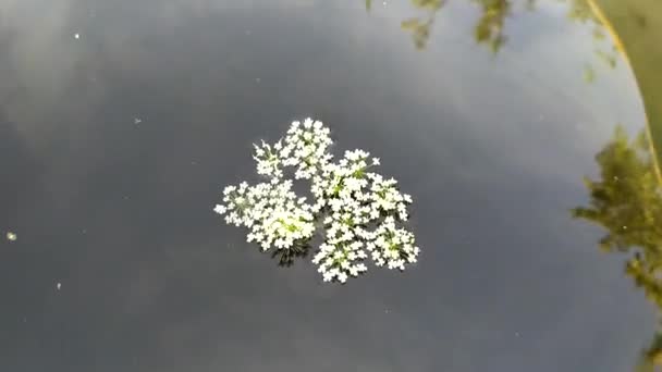 Białe małe kwiaty w wodzie. Niebo odbija się na powierzchni wody.. — Wideo stockowe