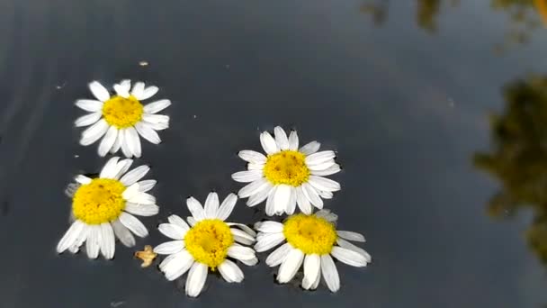 白色的雏菊在水里。花蕾漂浮在水桶里的水面上. — 图库视频影像