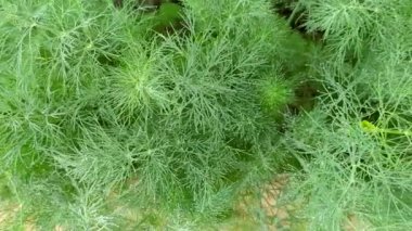 Dill. Genç ve sulu dereotlu bir yatak. Kamera hareketi soldan sağa doğru. Yapraklara çiy damlaları düşer.