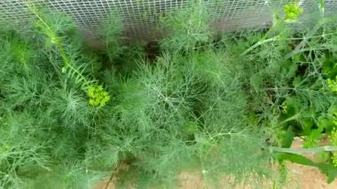 Dill. Genç ve sulu dereotlu bir yatak. Yukarıdan bak. Yapraklara çiy damlaları düşer.