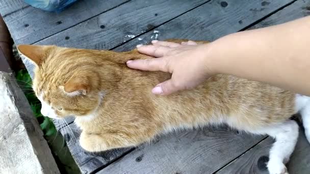 Una donna accarezza un gatto rossiccio. Il gattino giace sul pavimento in legno. La mano accarezza la pelliccia di un animale domestico. Vista dall'alto. — Video Stock