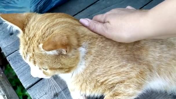 Une femme caresse un chat roux. Le chaton se trouve sur le sol en bois. La main caresse la fourrure d'un animal de compagnie. — Video