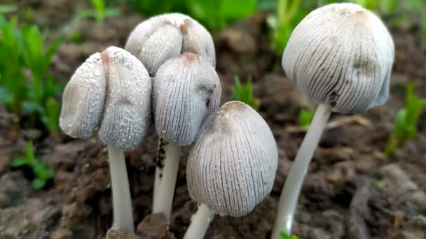 Cogumelos de toadstool. Cinza belos cogumelos finos crescem na floresta. — Vídeo de Stock