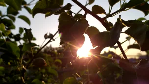 A nap sugarai áthatolnak a körtefa lombozatán. Napnyugta a gyümölcsösben. — Stock videók