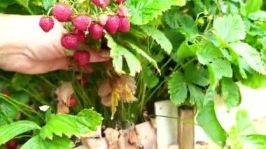 Çilekli. Bol miktarda çilek hasadı. Böğürtlen topluyorum.