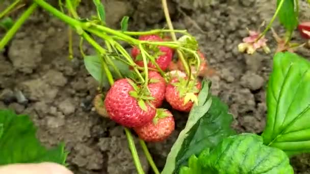 大草莓。采摘浆果从灌木丛中大量收获野生草莓. — 图库视频影像