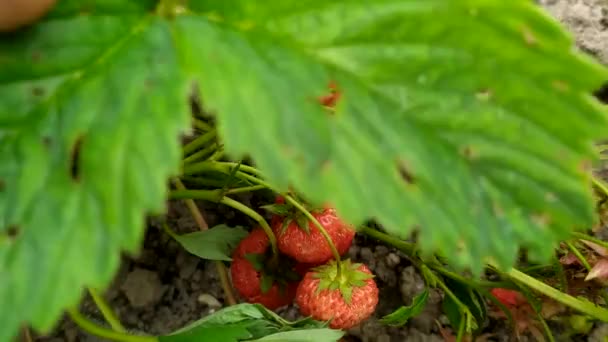 Fresas maduras en una rama. Cosechando bayas. Cosecha abundante de fresas silvestres de los arbustos. — Vídeos de Stock