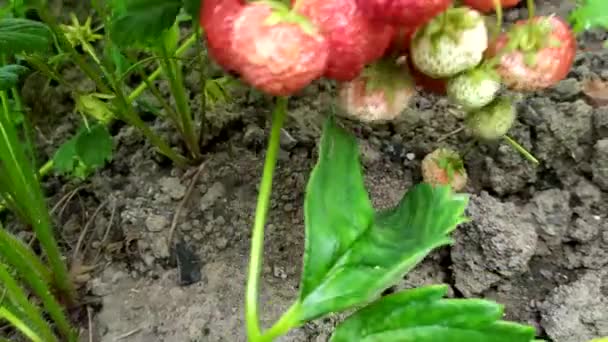 Stora jordgubbar på en gren. Skördar bär. Rik skörd av smultron från busken. — Stockvideo