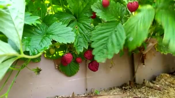 Aardbeien. Een vrouwelijke hand verzamelt aardbeien in het tuinbed. — Stockvideo