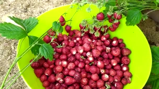Aardbeien in een groene schaal. Aardbeien oogsten in de tuin. Heel veel aardbeien. — Stockvideo