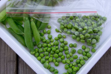 Yeşil bezelyeler beyaz tepside bir torbanın içinde. Bahçeden taze sebze topluyorum. Yakın plan..