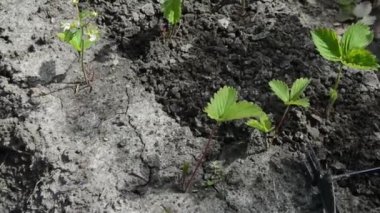 Loosening the soil on a ridge with strawberry bushes. The woman loosens the soil in the garden bed and pulls out the weeds.
