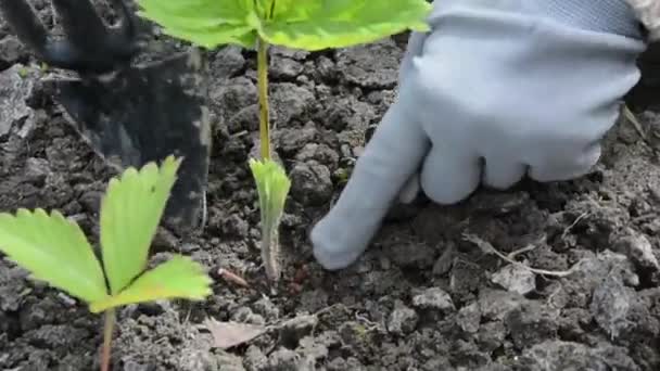 Poluzować ziemię. Kobieta poluzowuje glebę w ogrodzie i wyrywa chwasty. Ridge z truskawkami. — Wideo stockowe