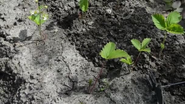 Poluzować glebę na grzbiecie krzewami truskawek. Kobieta rozluźnia glebę w ogrodzie i wyrywa chwasty. — Wideo stockowe