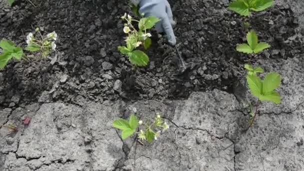 Weeding and loosening the earth. The woman loosens the soil in the garden bed and pulls out the weeds. Ridge with strawberries. — Stock Video