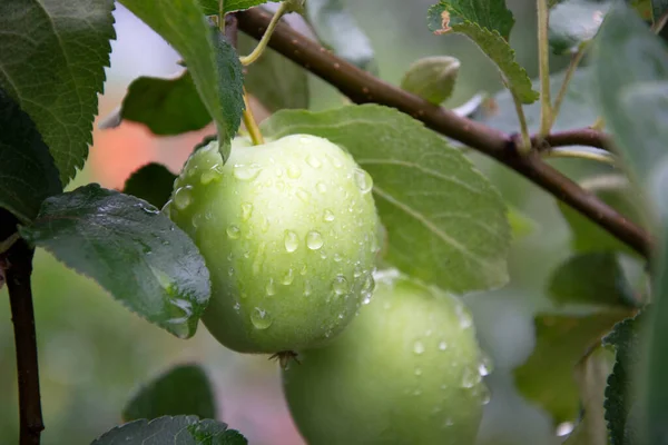 Two Green Apples Apple Tree Rain Water Droplets Glisten Surface — Stock Photo, Image