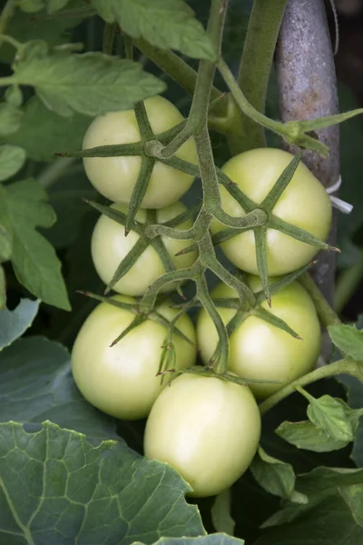 Ένα Κλαδί Πράσινες Ντομάτες Άγουρες Ντομάτες Κρέμονται Ένα Θάμνο Ένα — Φωτογραφία Αρχείου