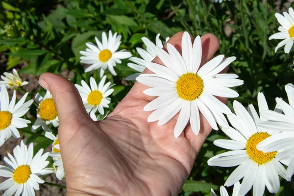 Chamomile Palm Woman Holds Large White Chamomile Flower Her Hands — Stock Photo, Image