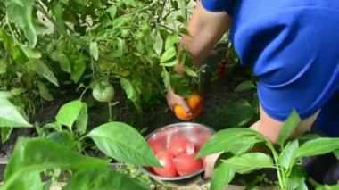 Bir kadın serada kırmızı domates topluyor. Sonbaharda sebze bahçesinde sebze topluyorum..