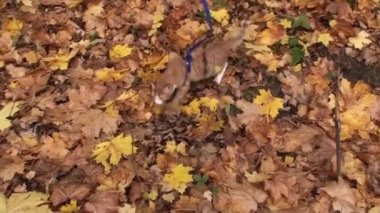 Kedi ve sonbahar. Kızıl kedi yavrusu sarı sonbahar yapraklarında yürür..