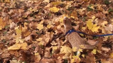 Sonbahar ve kedi. Küçük kızıl kedi yavrusu sarı sonbahar yaprakları üzerinde yürüyor..