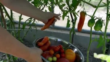 Sonbaharda sebze bahçesinde sebze topluyorum. Bir kadın serada olgun domatesler topluyor..