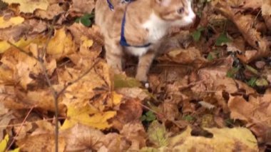 Sonbahar ve kedi. Kızıl kedi yavrusu sarı sonbahar yapraklarında yürür..