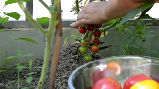Une femme cueille des tomates mûres dans une serre. Récolte des légumes dans le potager en automne. — Video
